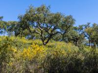 Gelber Ginster und ausladende Korkeichen